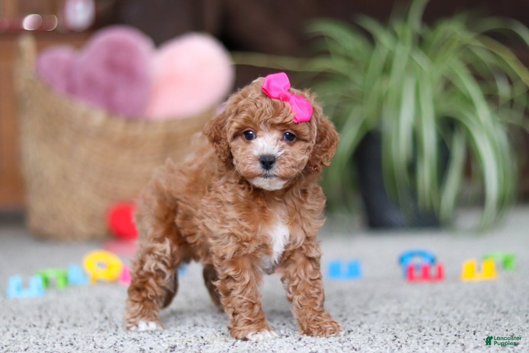 Cavapoo dogs for sale: Allie - Ad 4