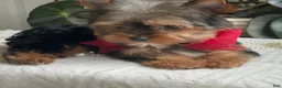Yorkshire Terrier dogs for sale: Fido - Ad 16