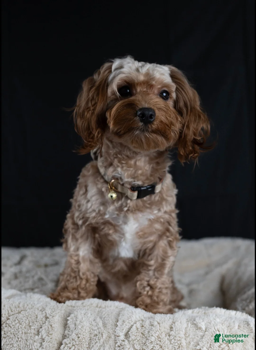 Maltipoo dogs for sale: Chocolate - Ad 5