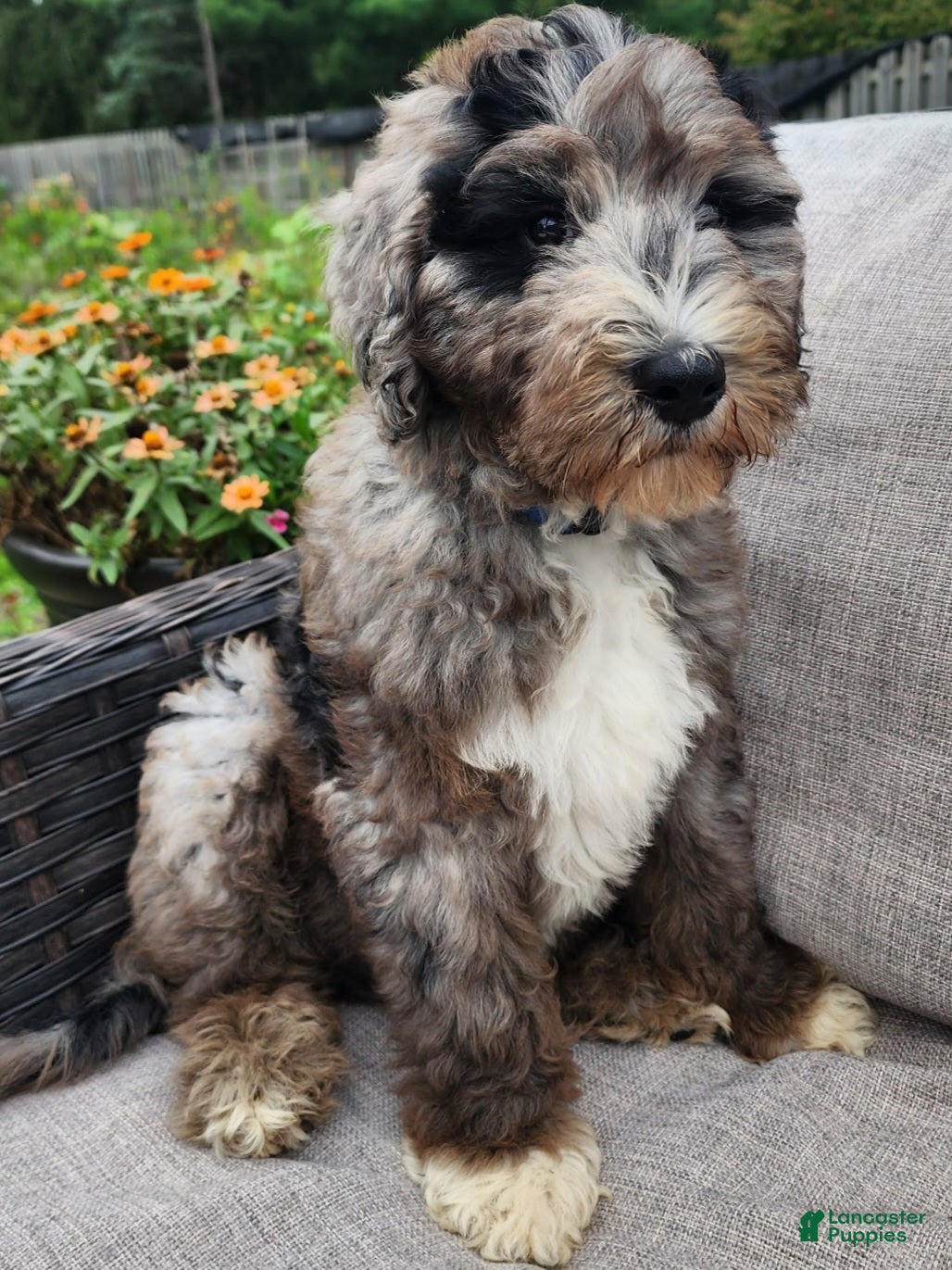 Mini Sheepadoodle dogs Comet - Ad 1