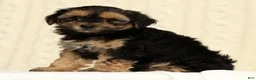 Yorkiepoo dogs for sale: Cola - Ad 3