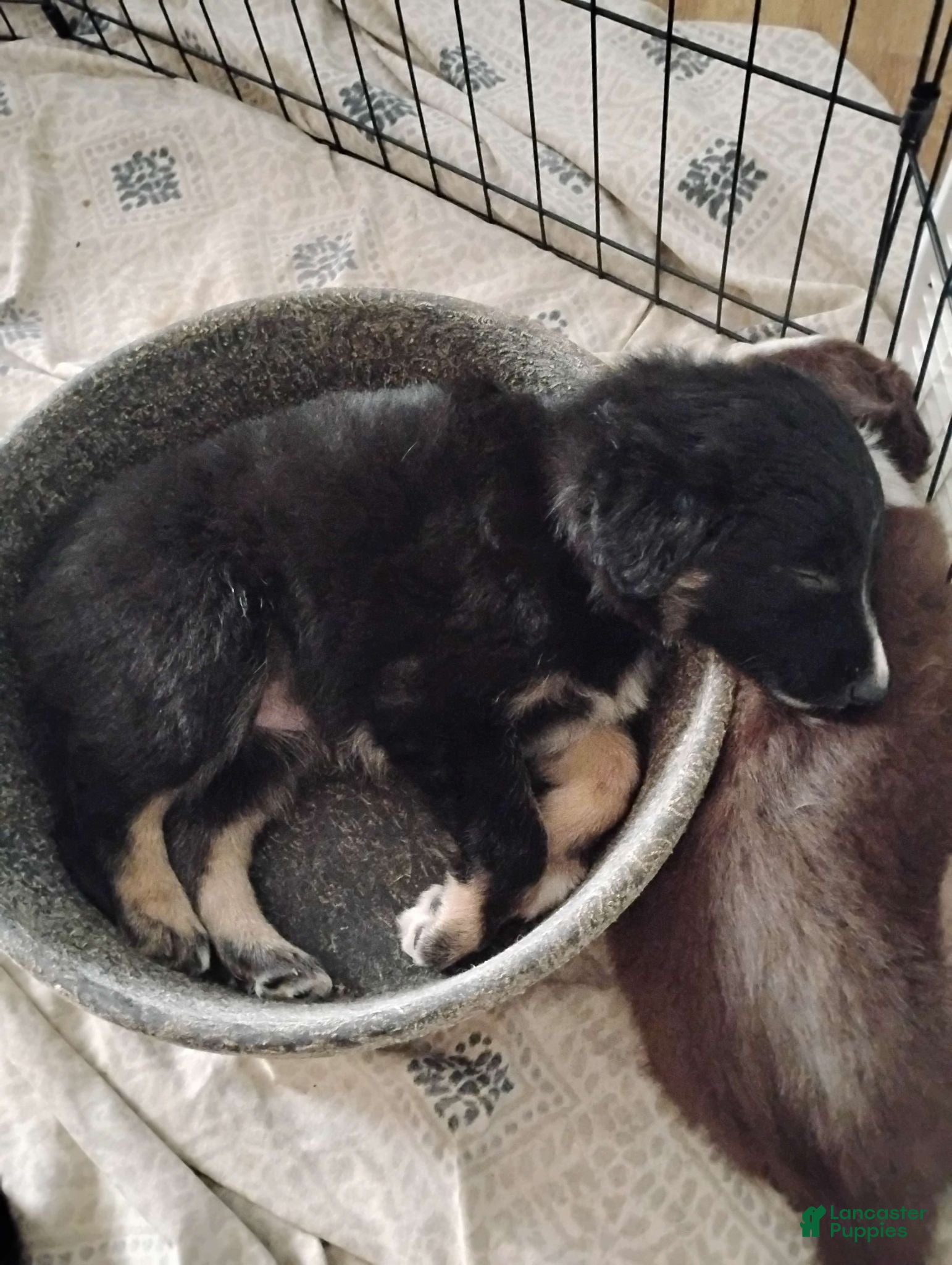 Mixed Breed dogs Not named yet.  - Ad 40
