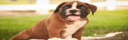 Boxer dogs for sale: Luna - Ad 7