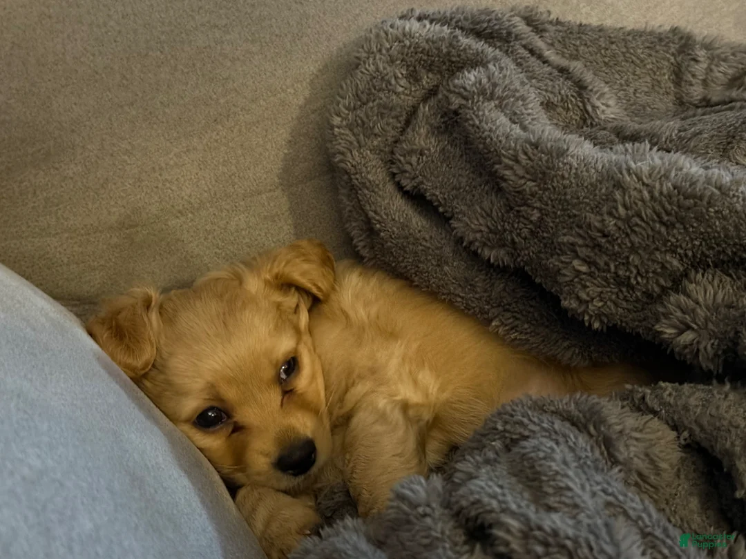 Chipoo dogs for sale: Chipoo Puppy 1 - Ad 1