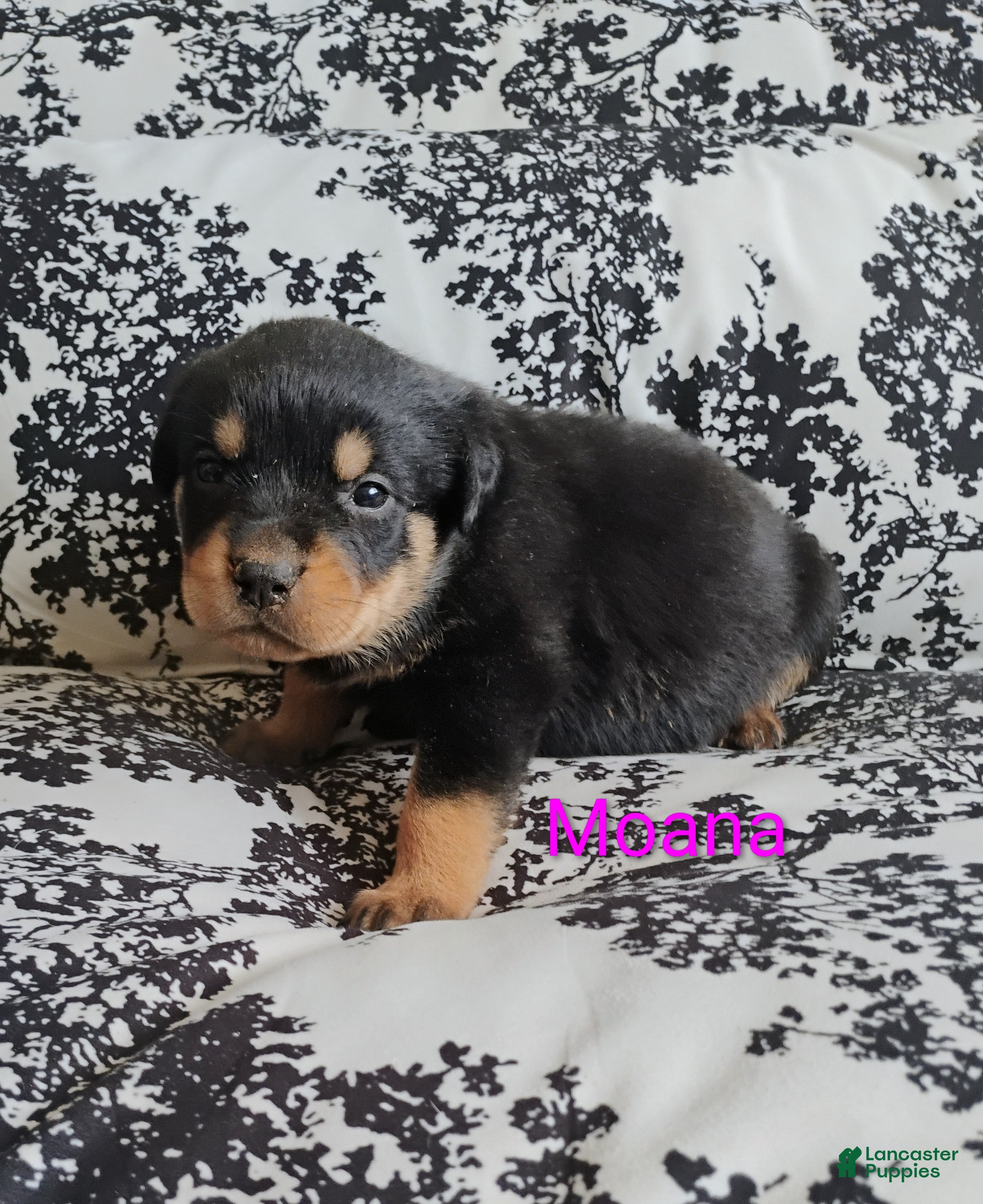 Rottweiler dogs Rottweiler Puppy 3 - Ad 1