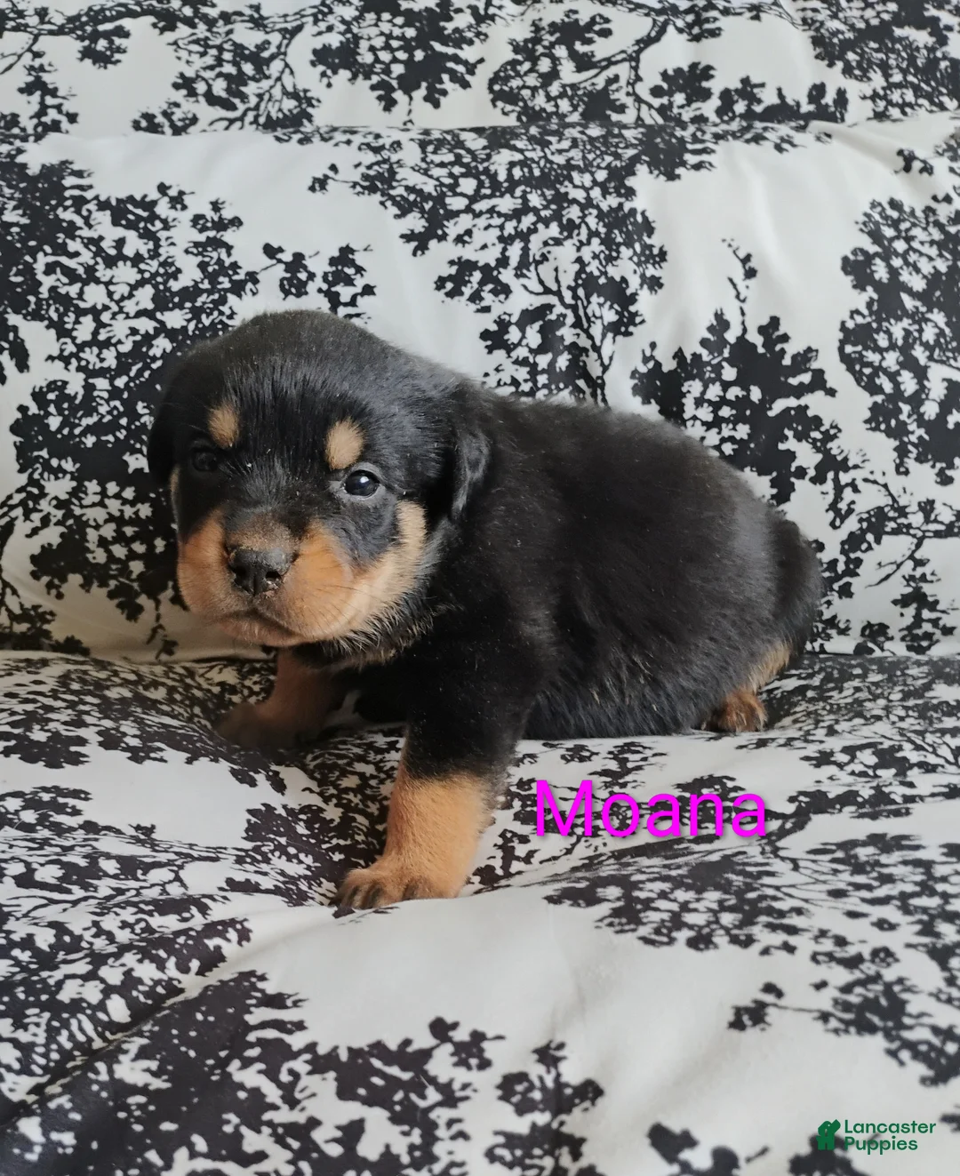 Rottweiler dogs for sale: Rottweiler Puppy 3 - Ad 1