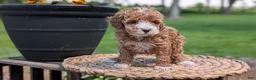 Miniature Poodle dogs for sale: Macy - Ad 10