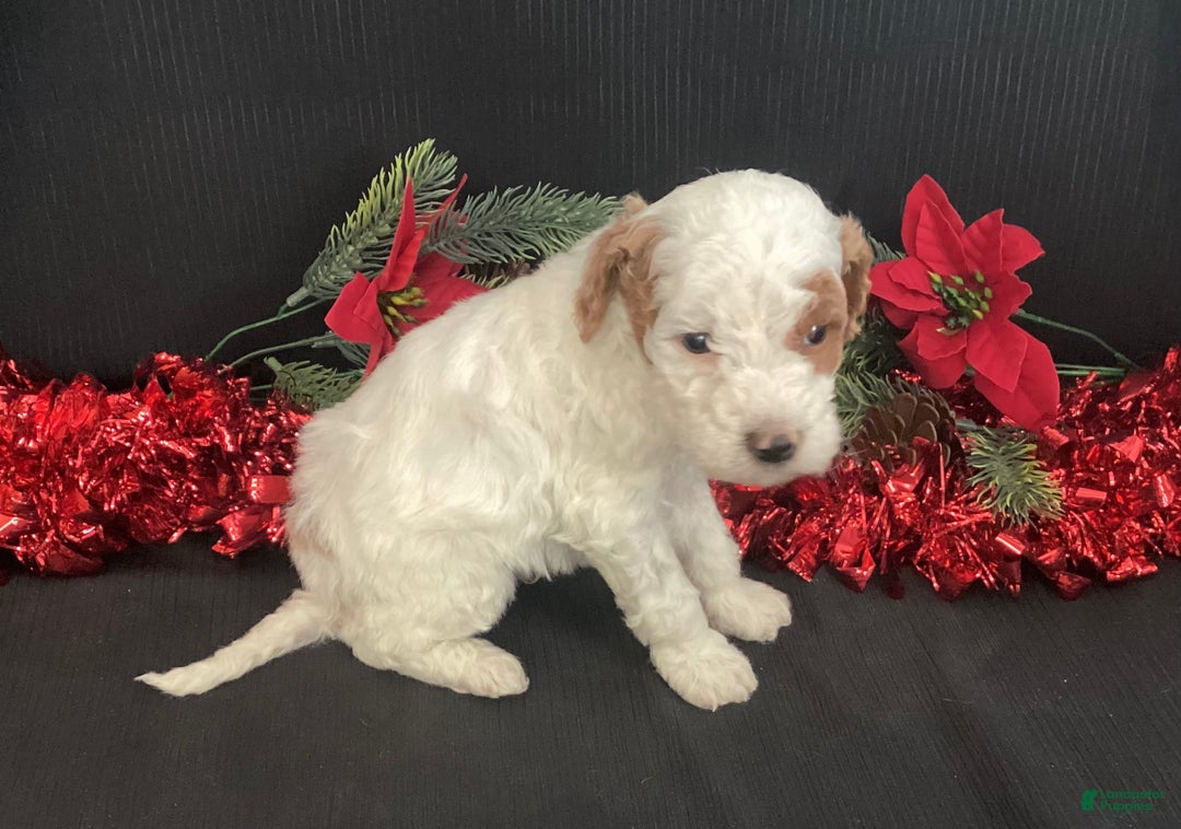 Mini Goldendoodle dogs for sale: Wilbur - Ad 3