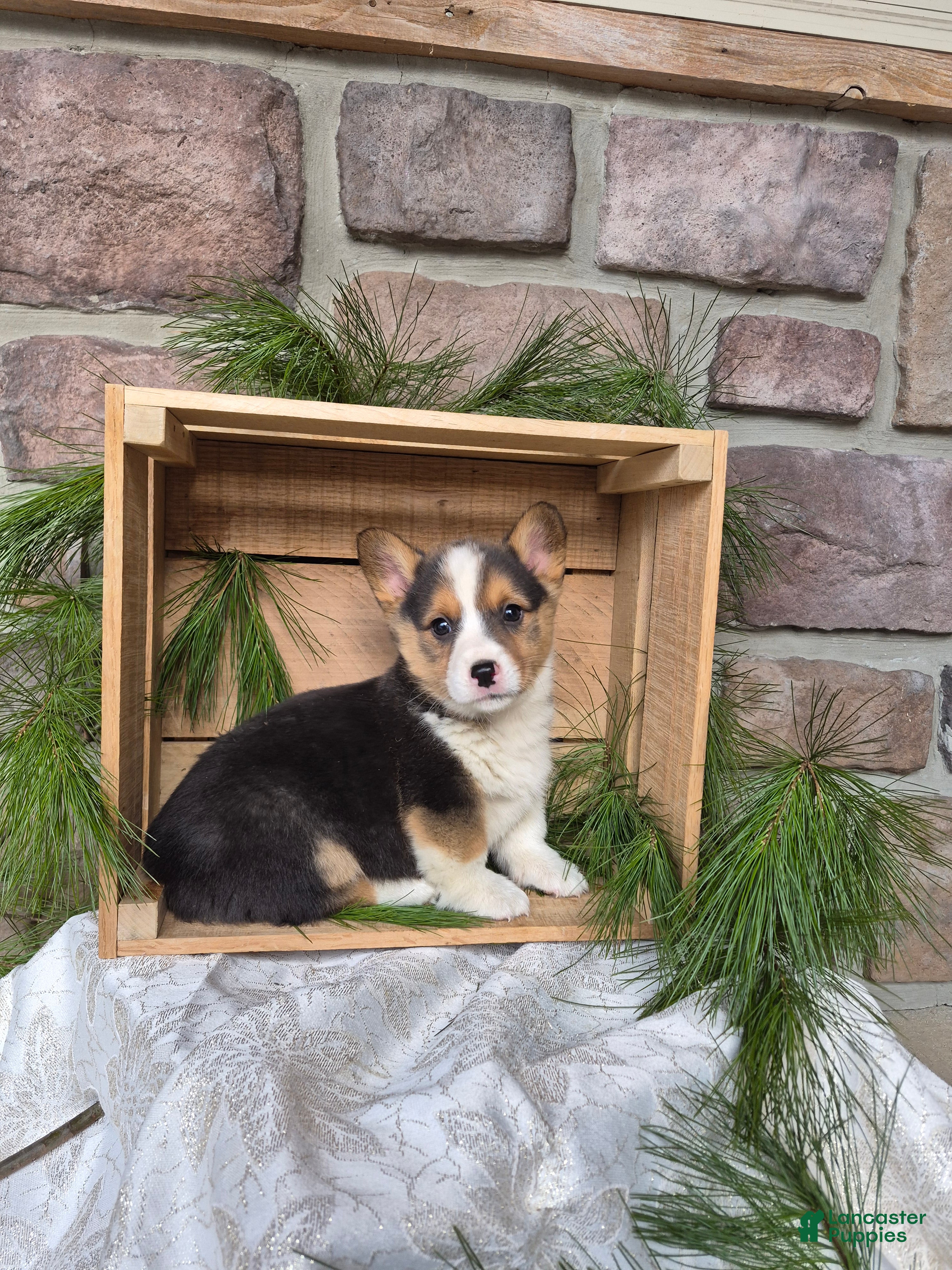 Welsh Corgi Pembroke dogs Rascal - Ad 38