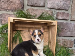 Welsh Corgi Pembroke dogs Rascal - Ad 42