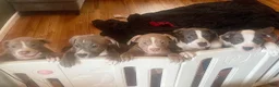 American Bully dogs for sale: Phantom  - Ad 13