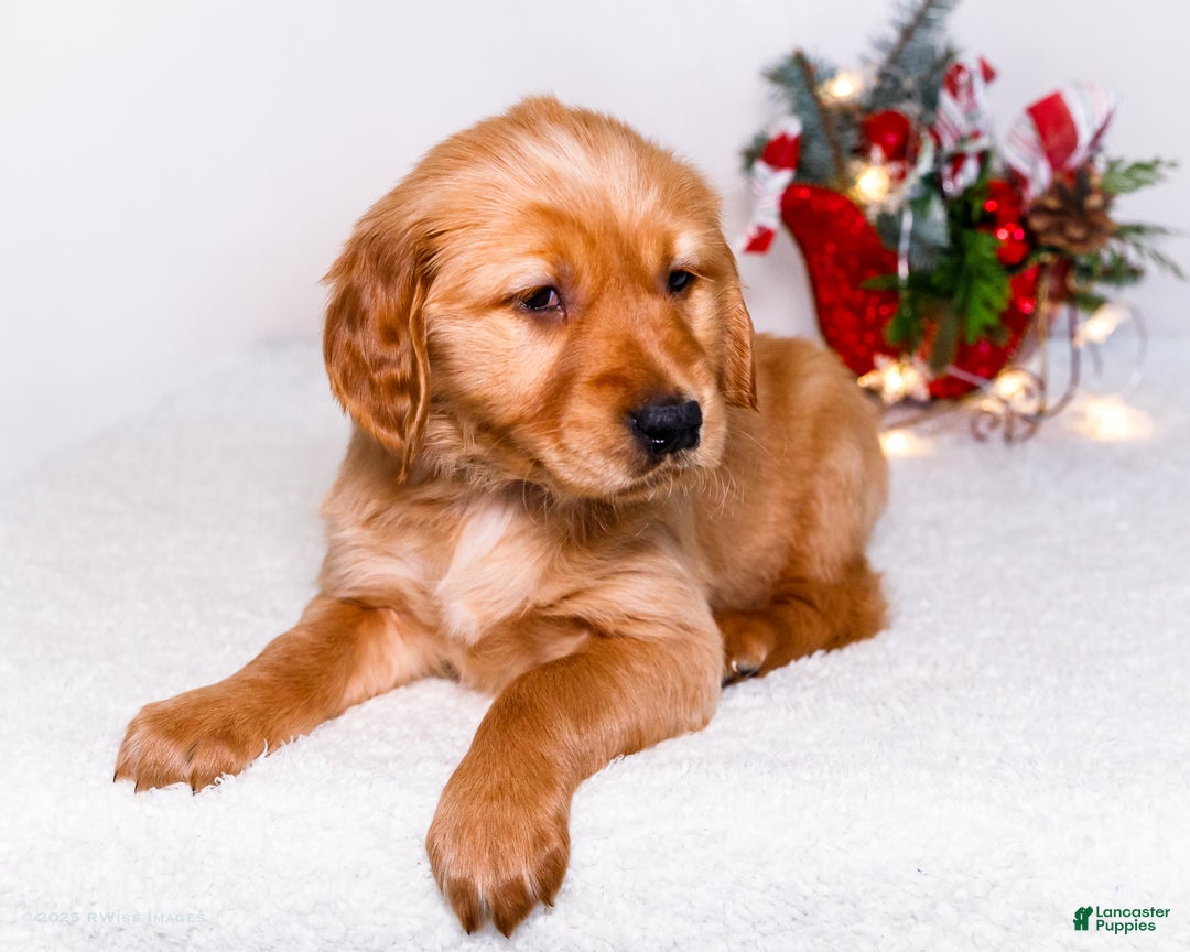 Golden Retriever dogs for sale: Freda - Ad 8
