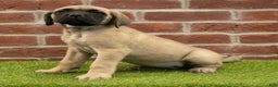 English Mastiff dogs for sale: Polly - Ad 3