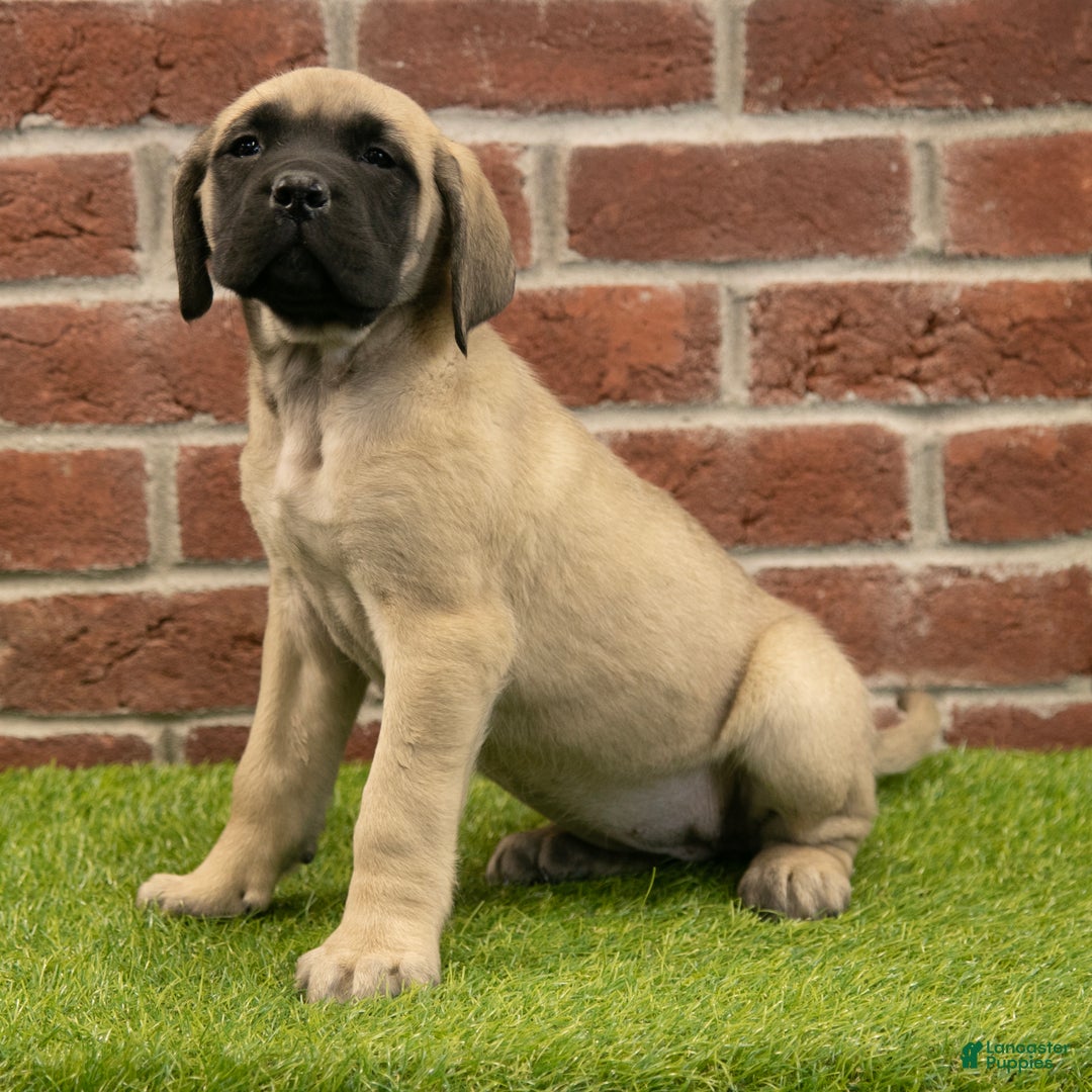 English Mastiff dogs for sale: Polly - Ad 3