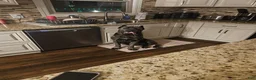 Cane Corso dogs for stud: Boogie Nights - Ad 2