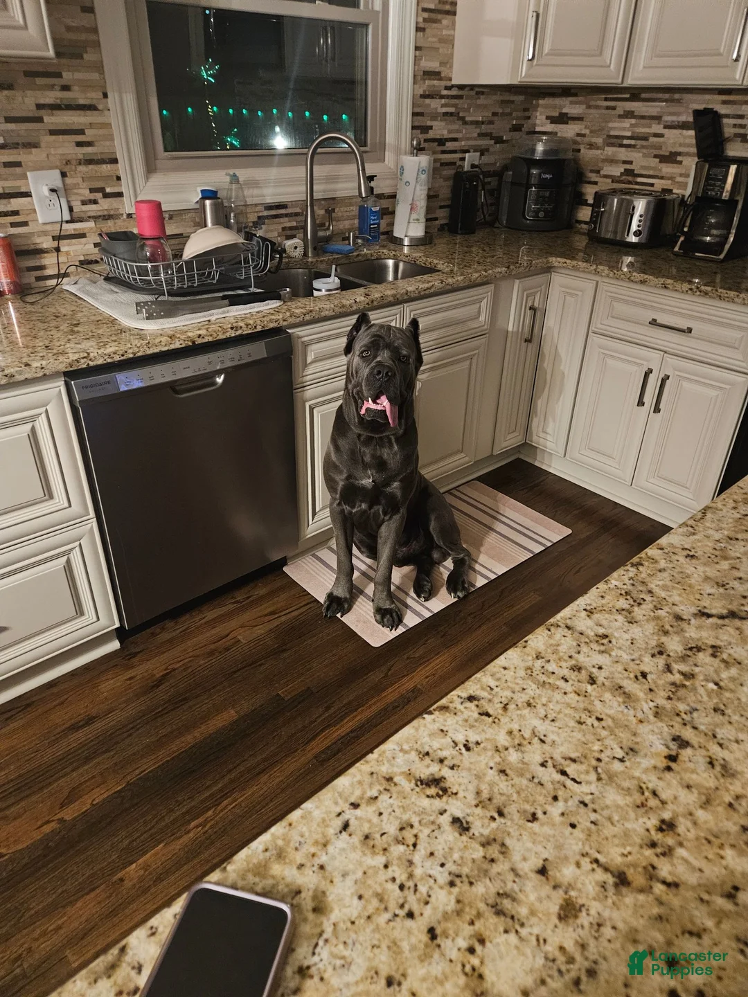 Cane Corso dogs for stud: Boogie Nights - Ad 2