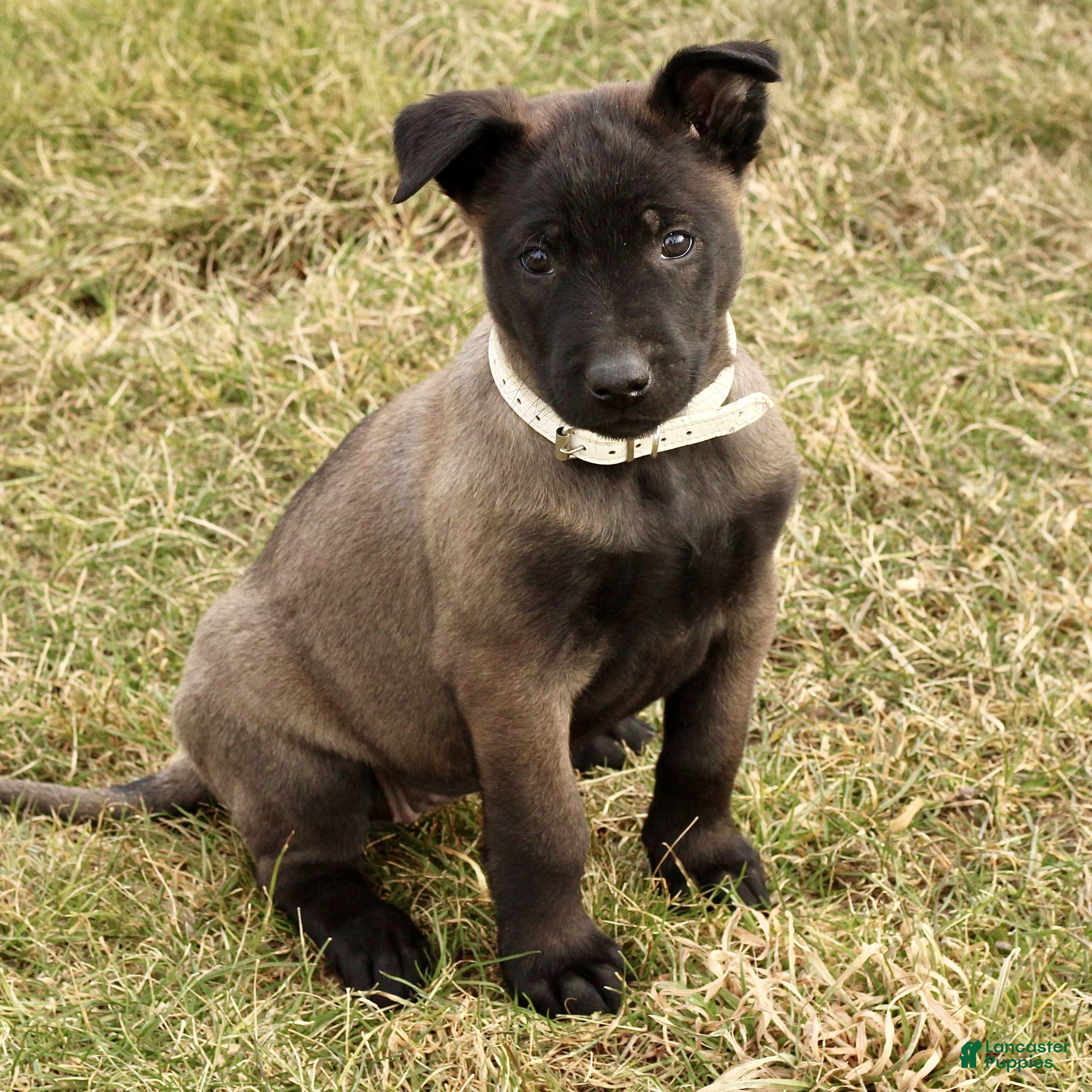 Belgian Malinois dogs Alice  - Ad 19