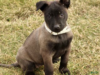 Belgian Malinois dogs Alice - Ad 19