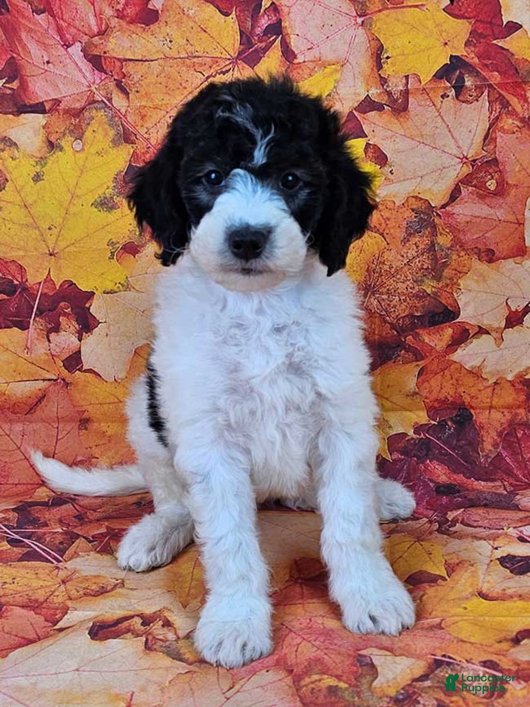 Full Grown Tricolor Sheepadoodle Mini Sheepadoodle Litter Of