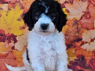 Mini Sheepadoodle dogs - Ad 2