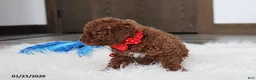 Toy Poodle dogs for sale: Abaro - Ad 19
