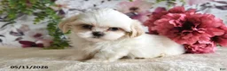 Shih Tzu dogs for sale: Audrey - Ad 4