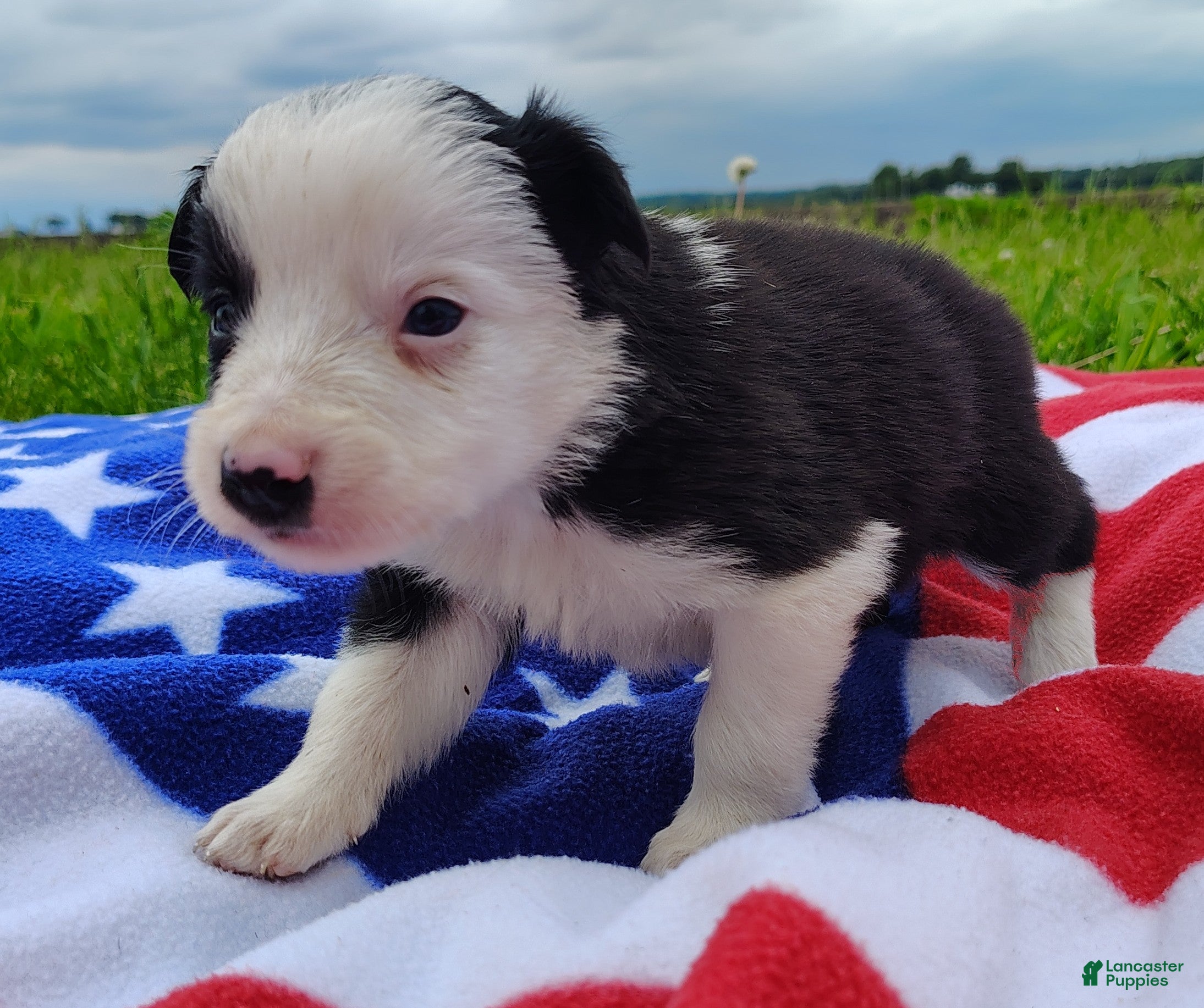 Border Collie dogs Skipper  - Ad 2