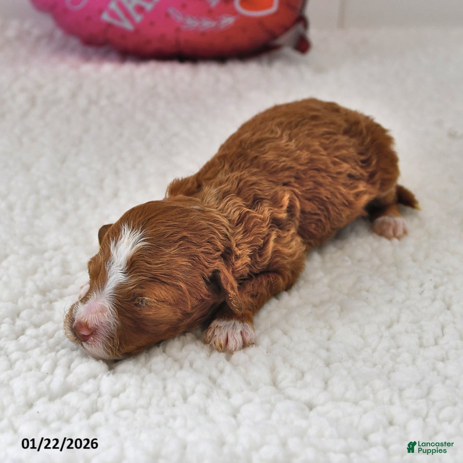 Mini Goldendoodle dogs Buttercup - Ad 27