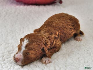 Mini Goldendoodle dogs Buttercup - Ad 27