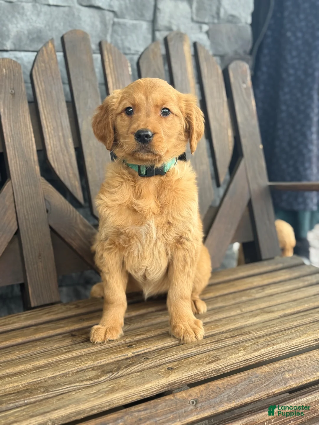 Golden Retriever dogs for sale: Roxy - Ad 2