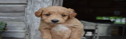 Mini Goldendoodle dogs for sale: Midge - Ad 11