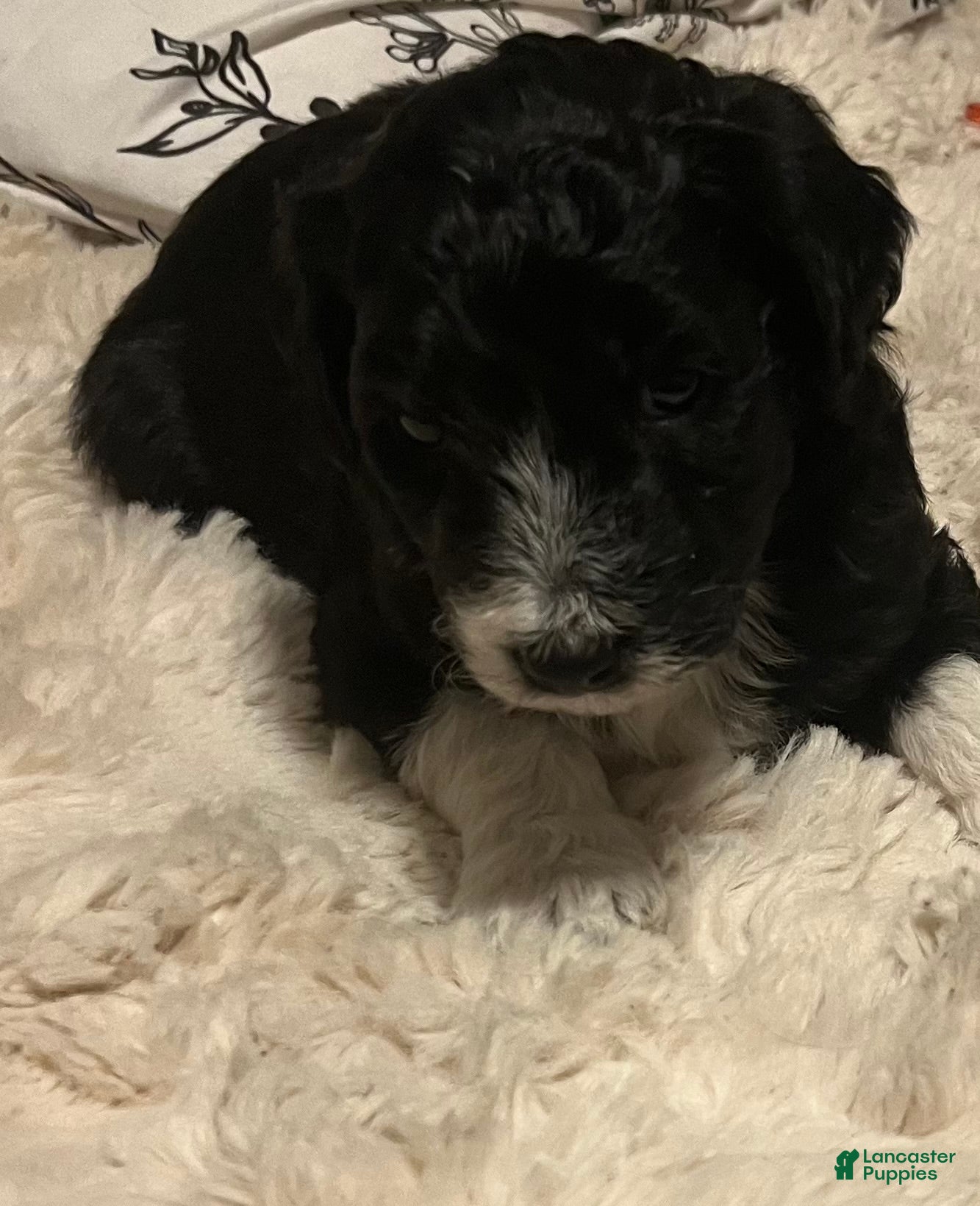Aussiedoodle dogs Scarlet  - Ad 2