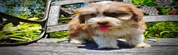 Havapoo dogs for sale: Doodles - Ad 5