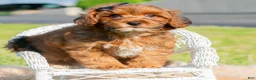 Yorkiepoo dogs for sale: Azrael - Ad 5