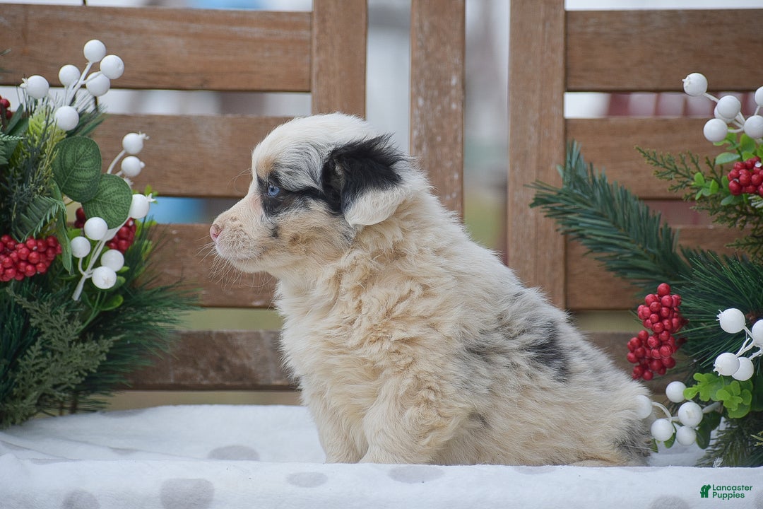 Welsh Corgi Pembroke dogs for sale: Maffin - Ad 2