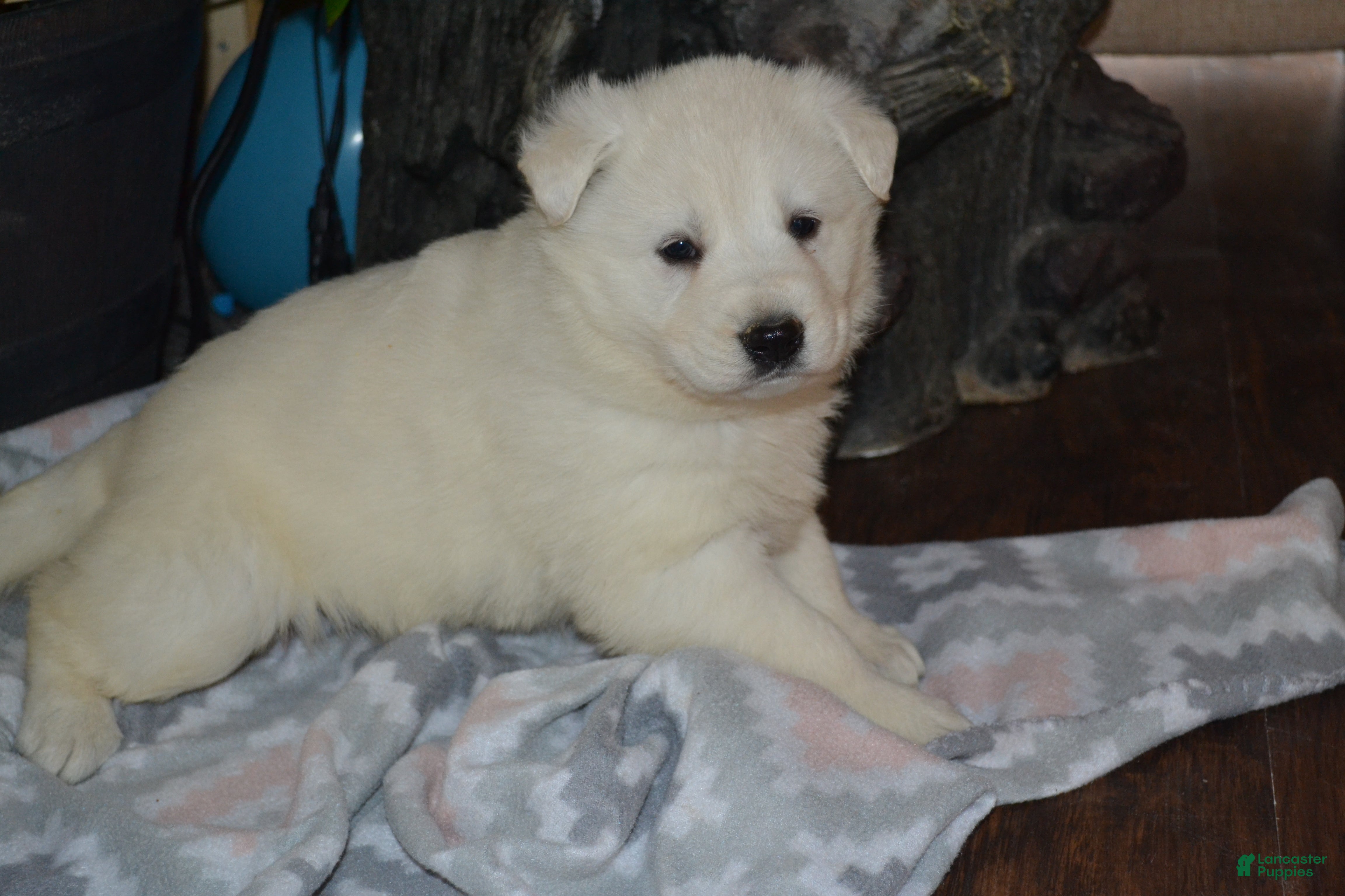 German Shepherd dogs Summer - Ad 38