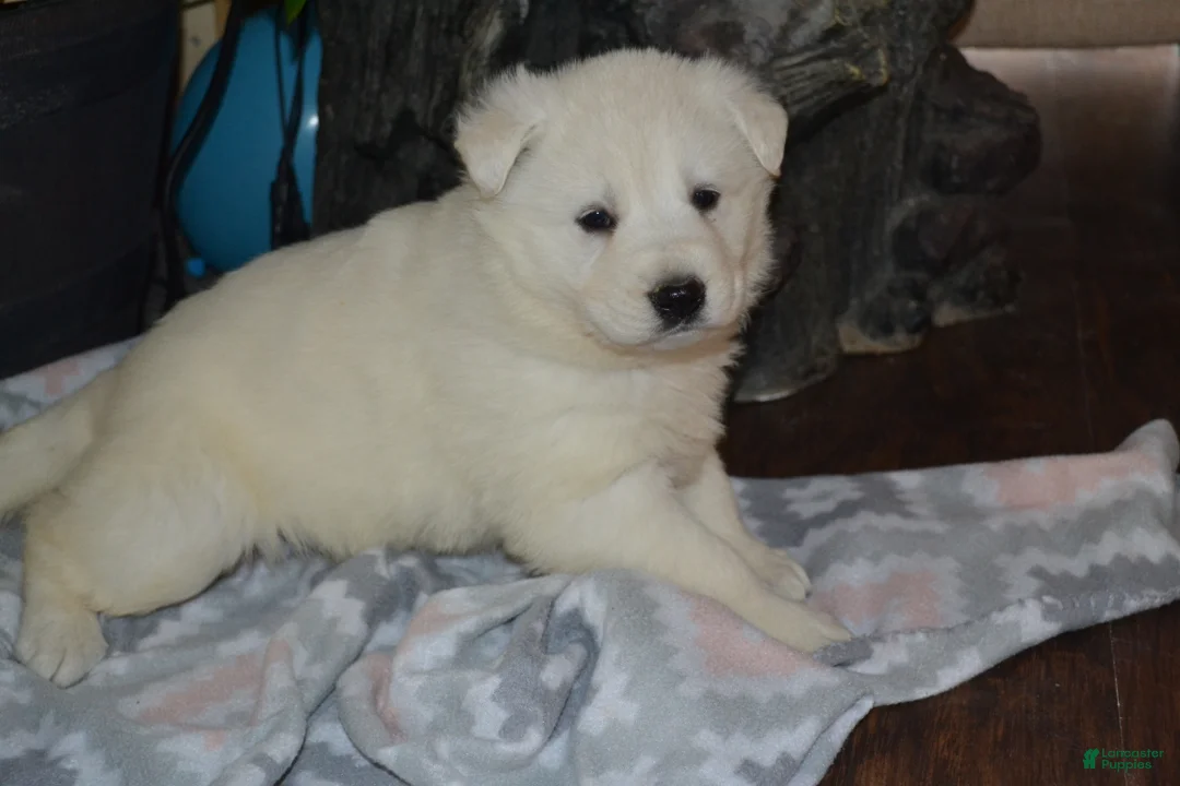 German Shepherd dogs for sale: Summer - Ad 1