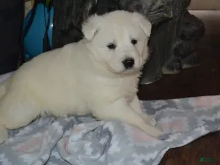 German Shepherd dogs Summer - Ad 38