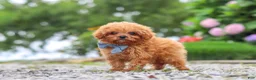 Cavapoo dogs for sale: Luca - Ad 6