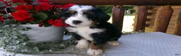 Mini Bernedoodle dogs for sale: Blake - Ad 1