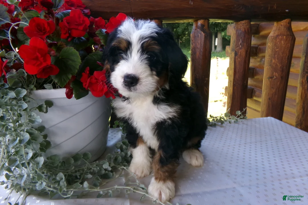 Mini Bernedoodle dogs for sale: Blake - Ad 1