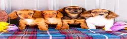 Miniature Dachshund dogs for sale: Bryce - Ad 16