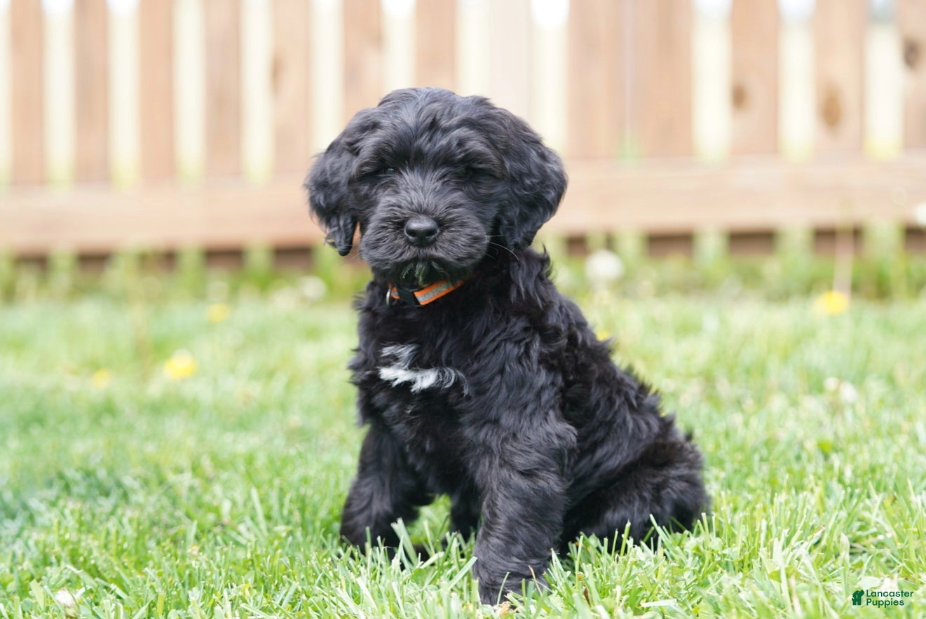 Portuguese Water Dog dogs Duke - Ad 1