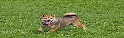 Shiba Inu dogs for sale: Ginger - Ad 3