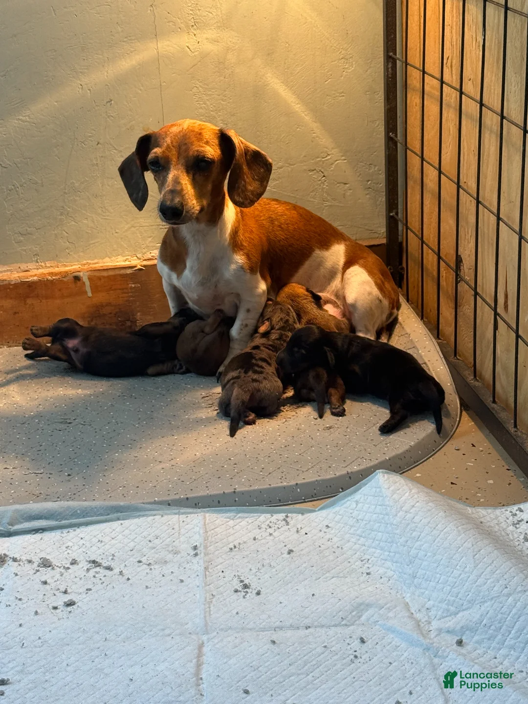 Miniature Dachshund dogs for sale: Dallie - Ad 3