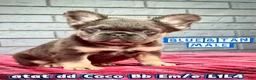 French Bulldog dogs for sale: French Bulldog Puppy 1 - Ad 4