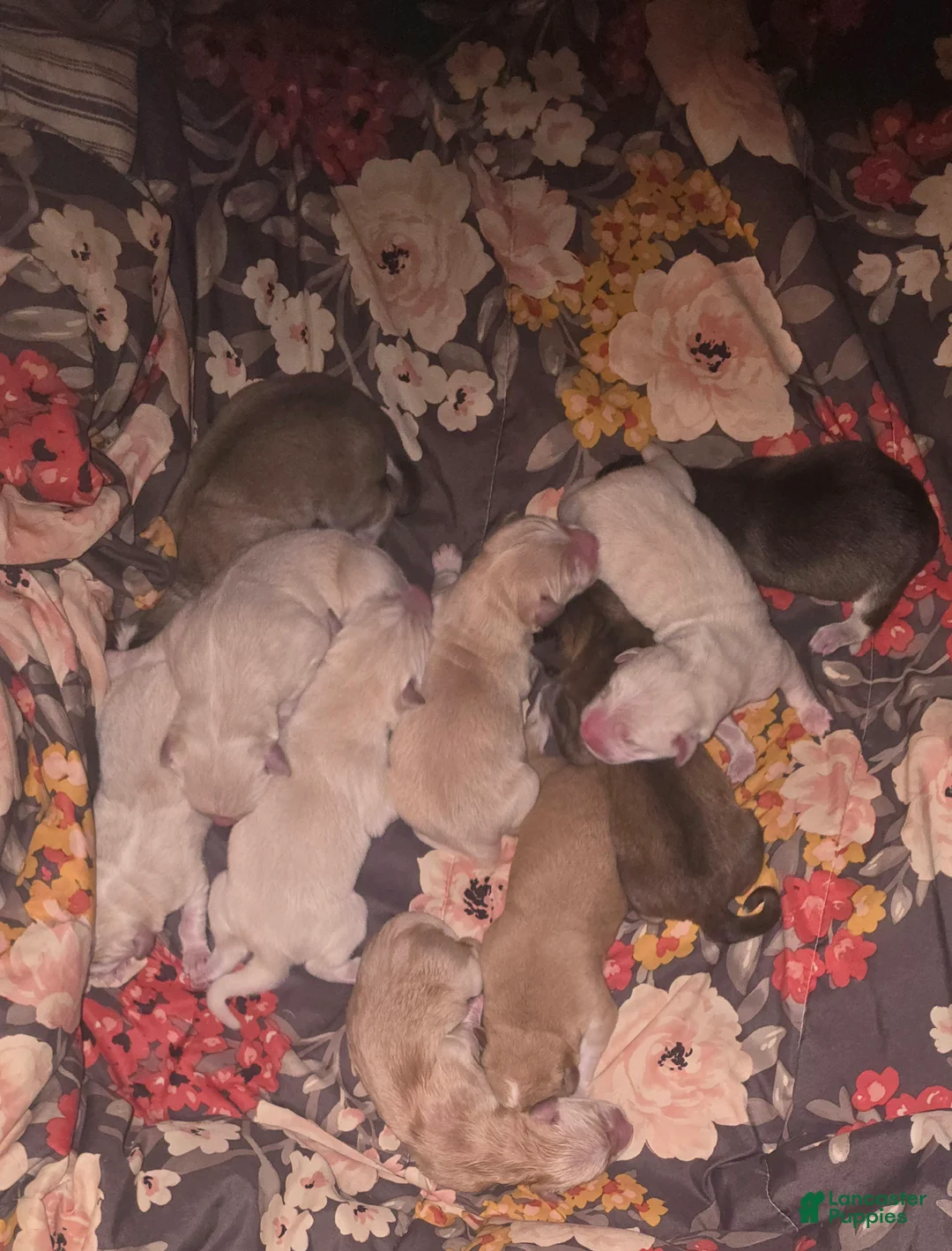 Mixed Breed dogs for sale: Malneese - Ad 3