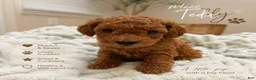 Miniature Poodle dogs for sale: Teddy  - Ad 1
