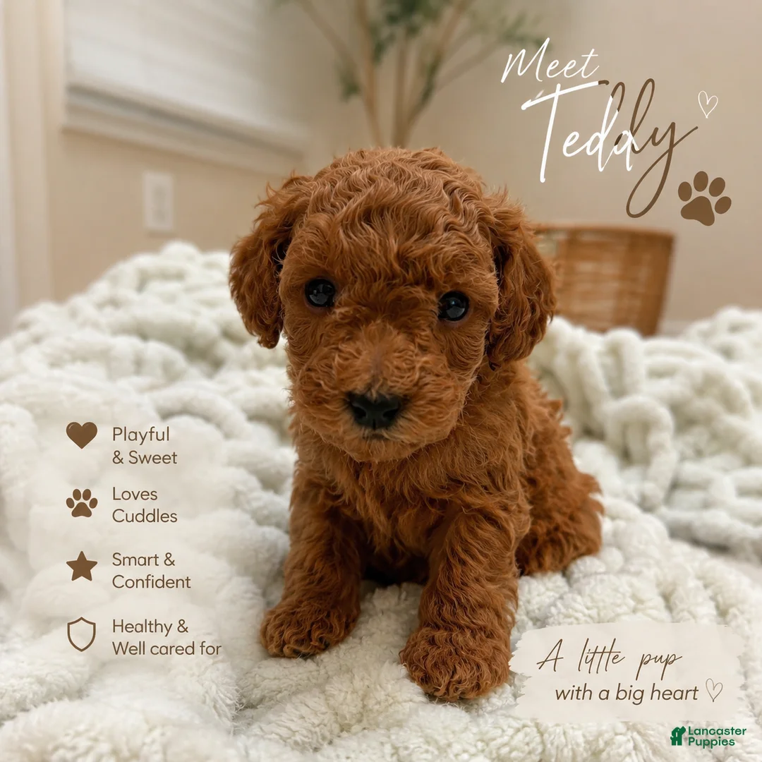 Miniature Poodle dogs for sale: Teddy  - Ad 1