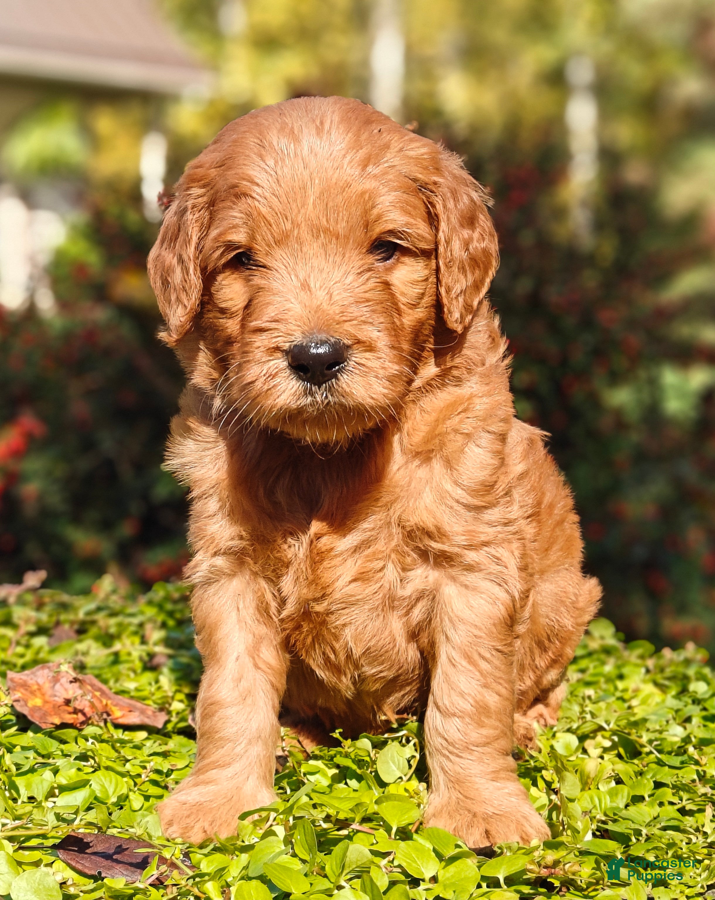 Goldendoodle dogs Rocky - Ad 2